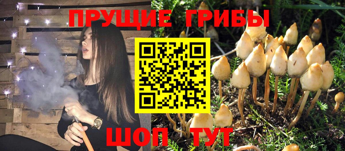Галлюциногенные грибы Psilocybe  Вход с VPN  Горячий Ключ 